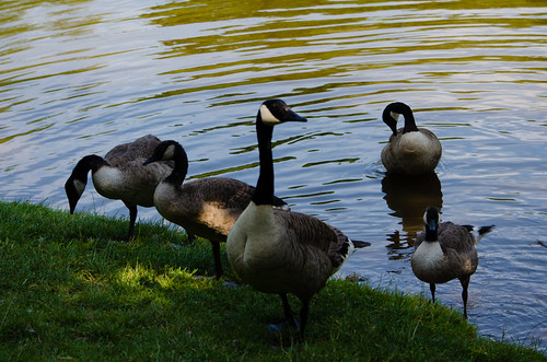 Canada goose family, Bags Pool