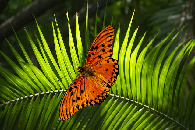 Backlight  -  mariposa volando sobre hoja de palma