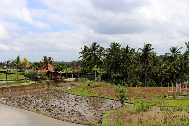 Tegallalang Ricefields