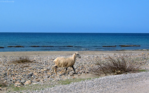 Greece: Crete, sheep on the beach