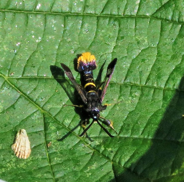 Orange Tailed Clearwing Moth