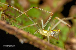 Mirror spider (Thwaitesia sp.) - DSC_7516
