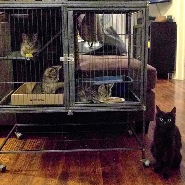A happy footnote to Foxy's sad story: the three kittens in the crate are from the litter belonging to Foxy, the cat who was found paralyzed the other day. One kitten has been adopted by the caretaker (who also has Foxy's sister). And they trapped the othe