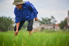 Farmer holding a sickle in his rice field
