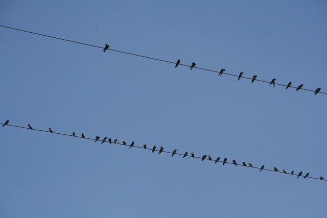 clothespin birds
