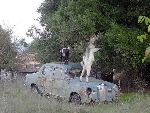 Feeding goat on old car