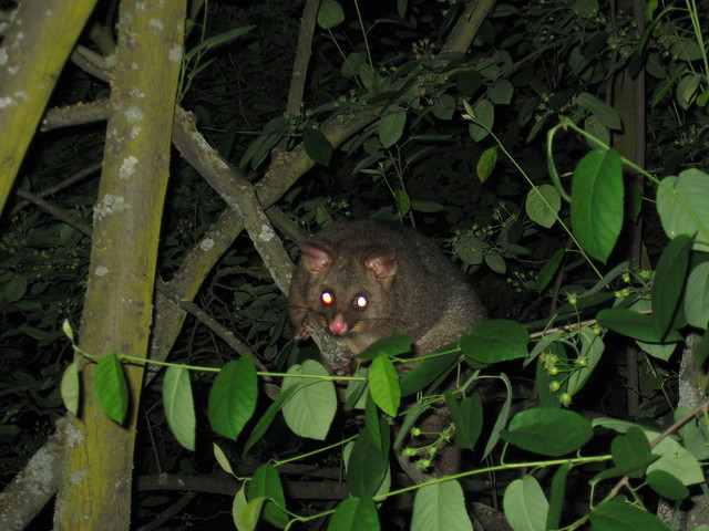 Possum in Queenstown, New Zealand