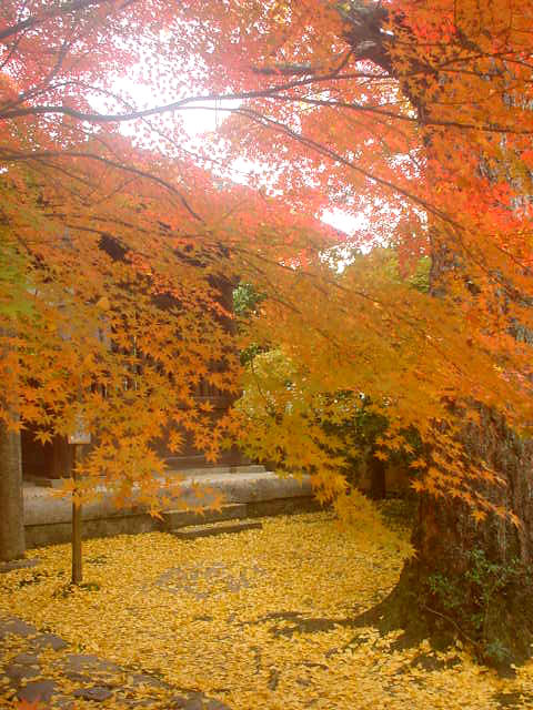 Autumn colored
