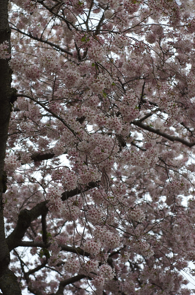 More and More Blossoms I | Several branches of a cherry tree… | Flickr
