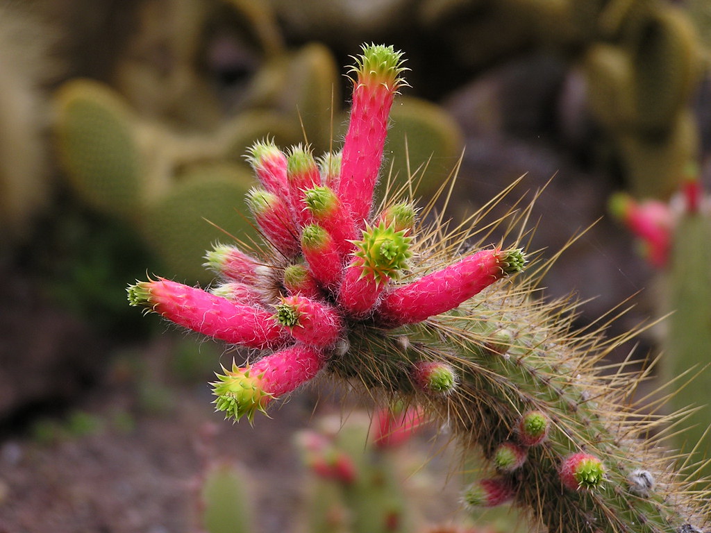Cactus flores de Cleistocactus Jardin Canario Gran Canaria 57