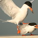 Flickr photo 'Forster'sTerns_Chinco.NWR,VA_©DaveSpier_D027692t' by: northeast naturalist.