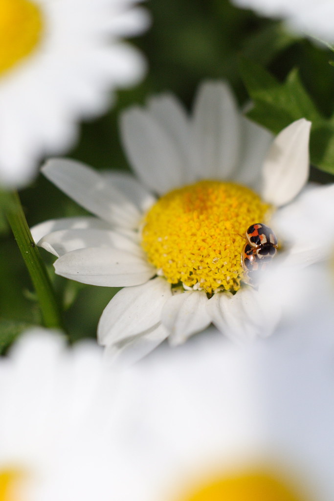 ladybugs