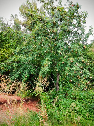 Serbal común (Sorbus domestica) 1/4 | by quintanAopio