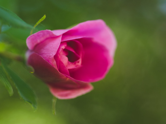 Soft rose 1