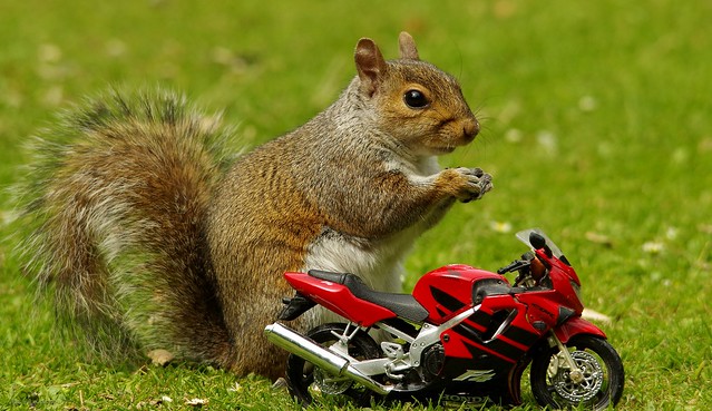 Grey squirrel with motorcycle (7)