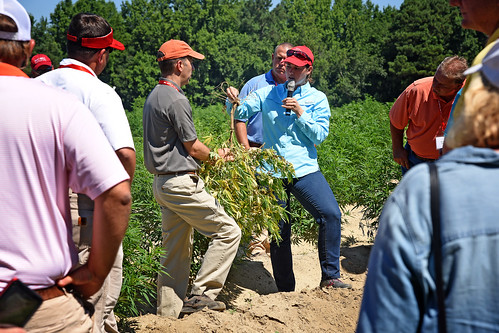 Extension specialist Dr. Angela Post shows agents and directors a sample of a diseased hemp plant during a tour of Broadway Hemp's farm in Harnett County.