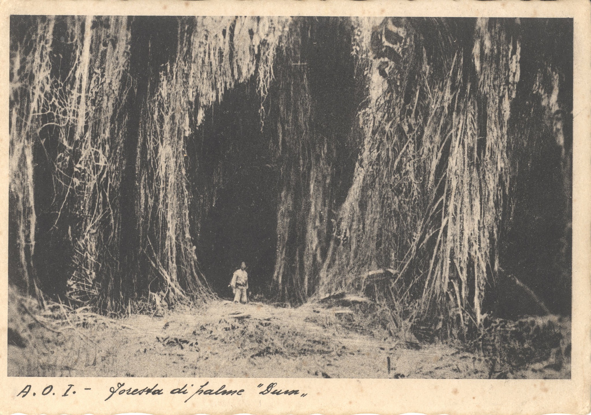 LM63--Postcard of palm forest