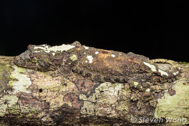 Sabah Flying Gecko (Ptychozoon rhacophorus)