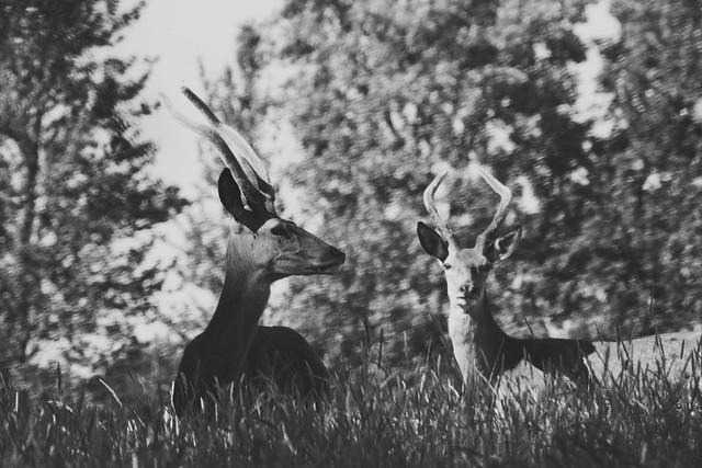 Two Stags