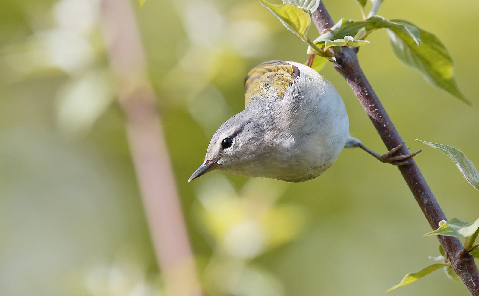Tennessee Warbler [male]