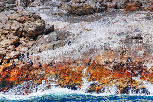 portelizabeth southafrica africa penguin penguins wild africanpenguin indianocean spheniscusdemersus stcroixisland algoabay sunny holiday vacation