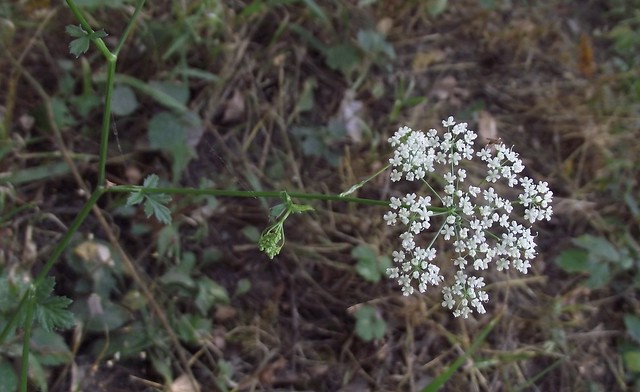 Pimpinella major (Greater Burnet-Saxifrage), flower umbel & upper leaves, School Lane, Bricket Wood, Herts, 8.8.18