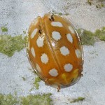 Sechzehnfleckiger Marienkäfer (Orange Ladybird, Halyzia sedecimguttata)