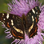 Landkärtchen (Map Butterfly, Araschnia levana f. prorsa), Sommergeneration