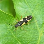 Vierfleck-Eichenwanze (Four-spotted Oak Bug, Dryophilocoris flavoquadrimaculatus)