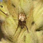 Herbstspinne Artenkomplex (Metellina segmentata/mengei), Weibchen