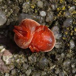 Rote Samtmilbe (Velvet Mite, Trombidium holosericeum), Unterseite