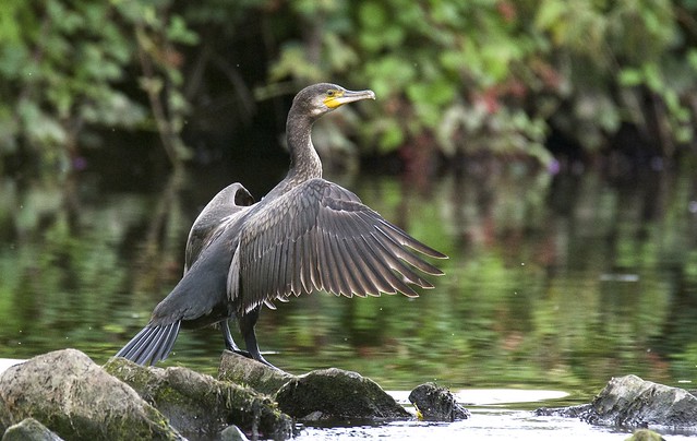 Cormorant on the River
