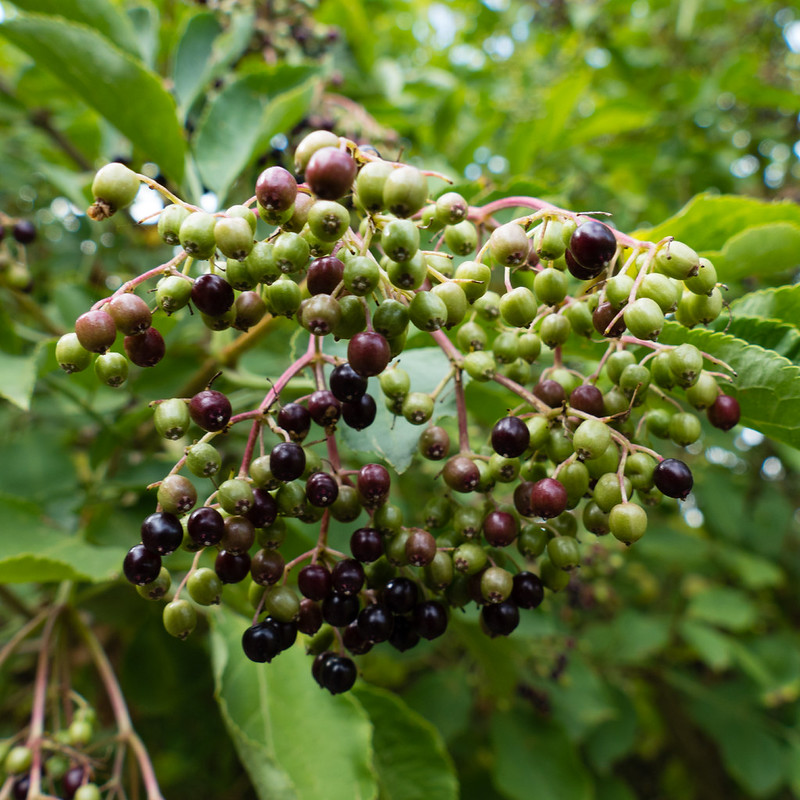 Green, red, black: elderberries ripening