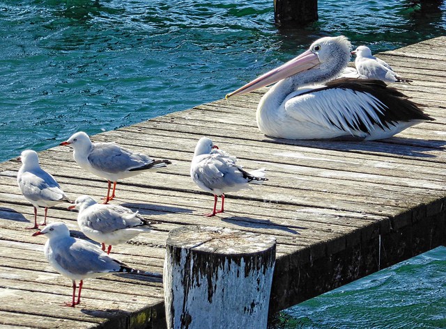 Pelican and Seagulls