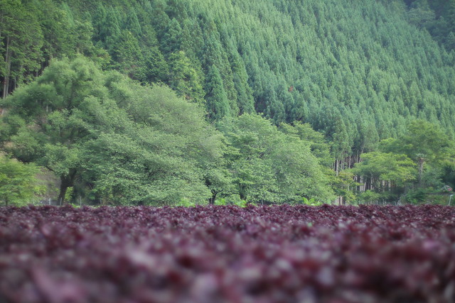 Sea of Red Perillas / 抹茶＆小豆色　‐Kyoto Ohara Shiso Field