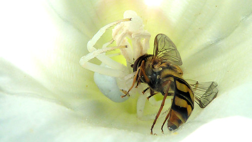 Hover Fly Foiled by Camo'd Crab Spider P1140918 | by ambrknr