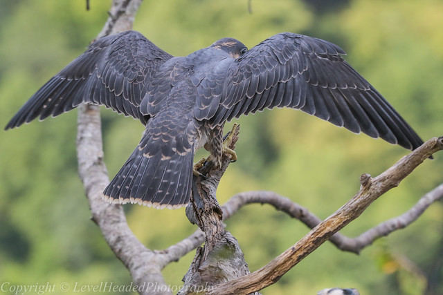 Peregrine Falcon preparing for take off - Juvenile (Falco peregrinus) 'L' for large