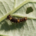 Schlehen-Bürstenspinner (Rusty Tussock Moth, Orgyia antiqua), Raupe im 2. Larvenstadium