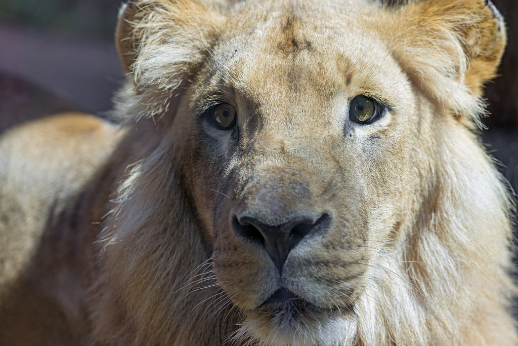 Simba quite close | A close portrait of the young male Afric… | Flickr