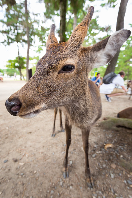 Nara - selfie