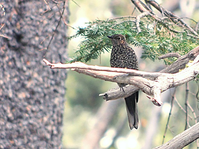 Townsend’s Solitaire in the Caribou Wilderness
