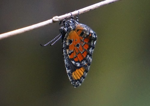 mimeresialibentina commonharlequin lycaenidae butterfly insect fauna bayelsastate nigeria nigerdelta westafrica koroama koroamaforest