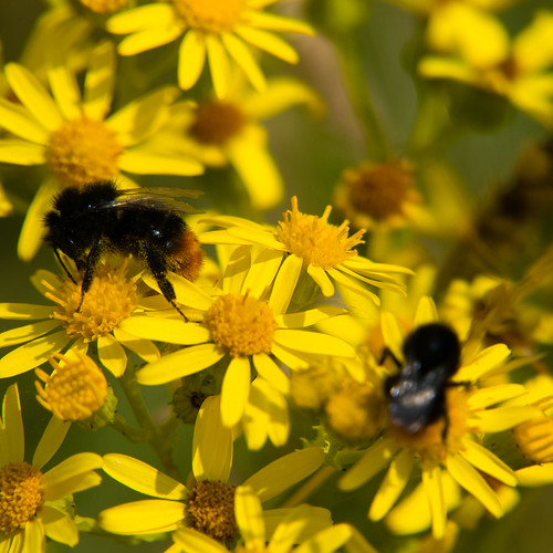 Bumblebees on ragwort flower