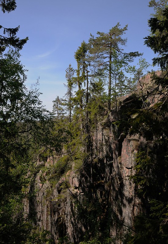 20180524-066F | Skuleskogen-Nationalpark: Wald an der Schlucht Slåttdalsskrevan. Höga Kusten, Ångermanland / Schweden, 24.05.2018