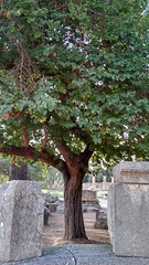 Trees in the shrine of ancient Olympia - Τα δένδρα του ιερού της αρχαίας Ολυμπίας #83