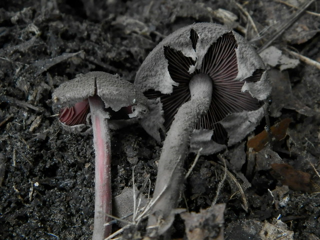 Melanophyllum haematospermum