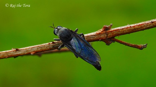 blackbeetle beetle insect entomology nature natural wild wildlife life lifeinbalance