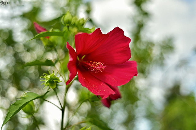 Red-flower,-Hibiscus