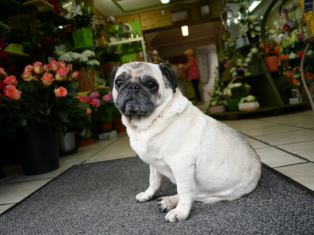 Pug Rothbaum Pug P1020592b | Rod MacFadyen | Flickr