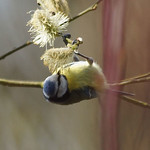Blaumeise (Blue Tit, Cyanistes caeruleus)